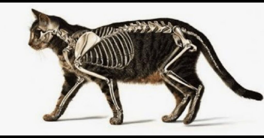 35 Fascinating Facts About Cats Every Cat Lover Should Know 3 Amazing Cat Anatomy Facts