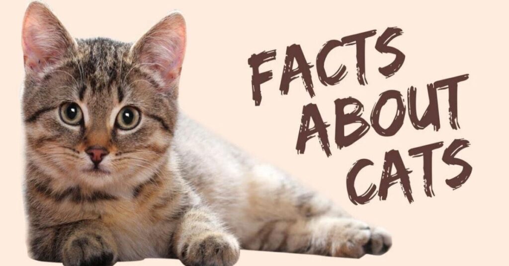 35 Fascinating Facts About Cats Every Cat Lover Should Know 2 Fun Facts About Cats That Sound Fake But Are True